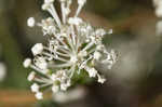 Littleleaf buckbrush